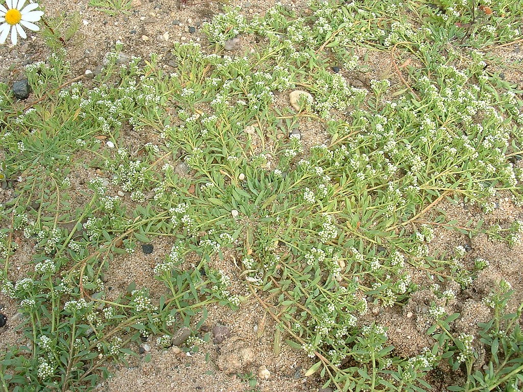 Riempjes [048].jpg - Riempjes  [Corrigiola litoralis]